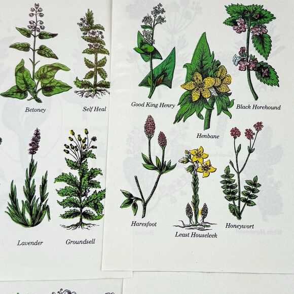 Lot of 4 Vintage Double Sided Botanical Book Plate Prints MCM Gallery Wall - Picture 10 of 12